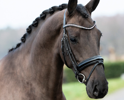 lizz-kok-dressage-my-dream