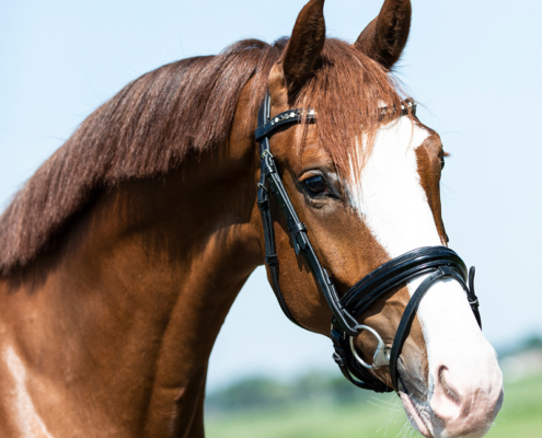 lizz-kok-dressage-nougat