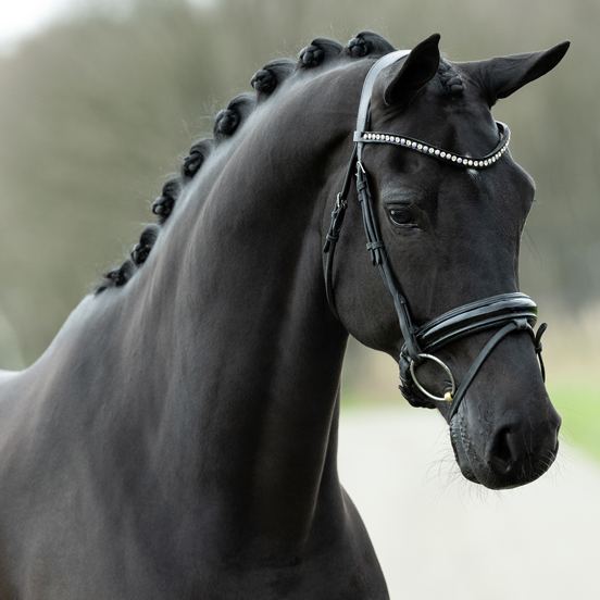 alejandro-lizz-kok-dressage