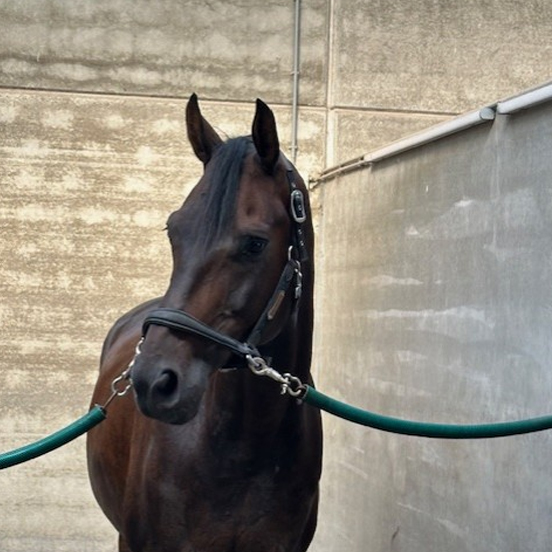 jackpot-verde-lizz-kok-dressage