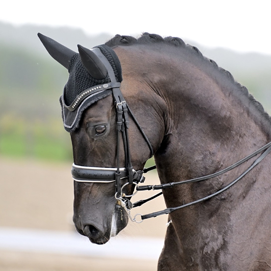 magic-rock-lizz-kok-dressage